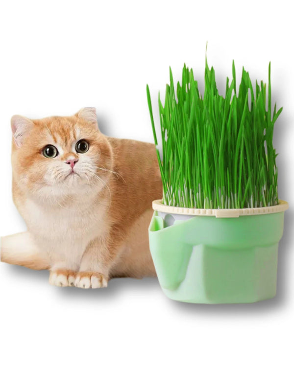 Cat Grass Soilless Cultivation Cup - Reusable Catnip Germination Tray