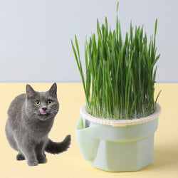 Cat Grass Soilless Cultivation Cup - Reusable Catnip Germination Tray